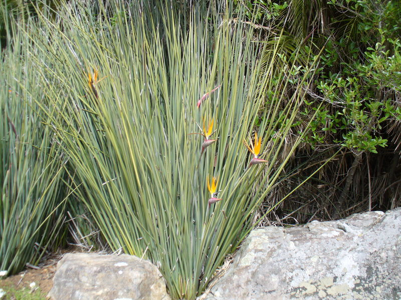 Soubor:Strelitzia juncea.JPG