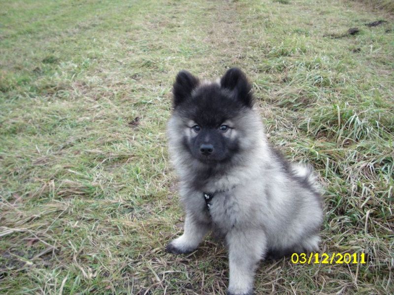 Soubor:Štěně keeshond.jpg