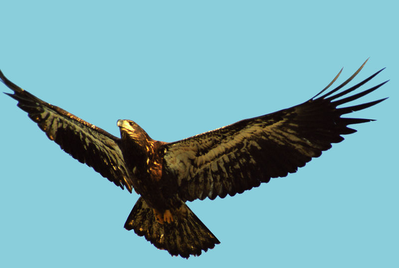 Soubor:Fledging Bald Eagle.jpg