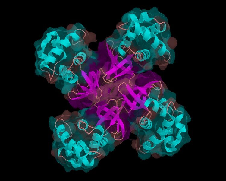 Soubor:Helicase.png