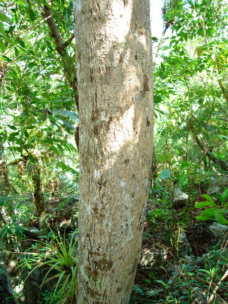 Soubor:Aralia rex trunk.JPG