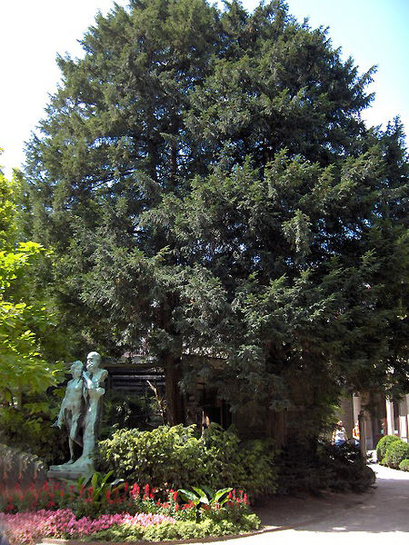 Soubor:Taxus bacata01.jpg