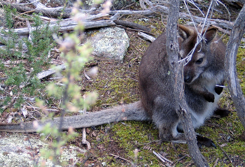 Soubor:Bennetts Wallaby.jpg