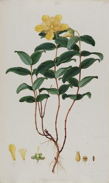 Soubor:Hypericum calycinum - Bauer.jpg