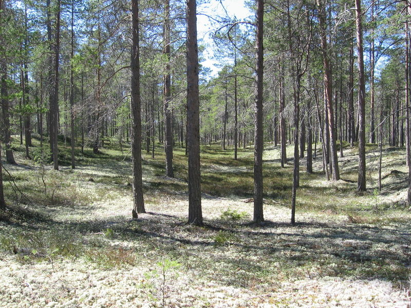 Soubor:Hailuoto Forest Finland.jpg