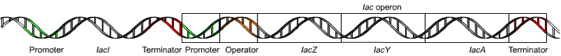 Soubor:Lac operon1.png