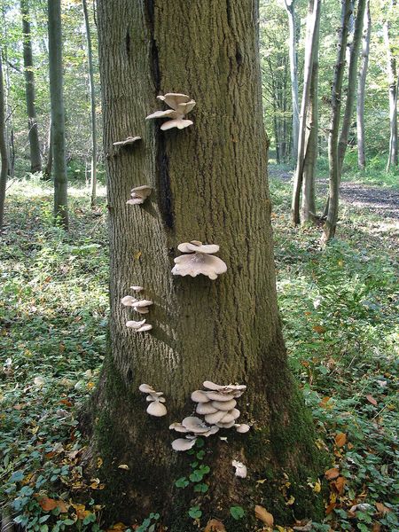 Soubor:Pleurotus ostreatus JPG6.jpg