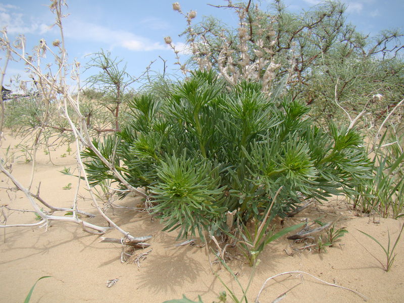 Soubor:Peganum harmala Baikonur 02.jpg