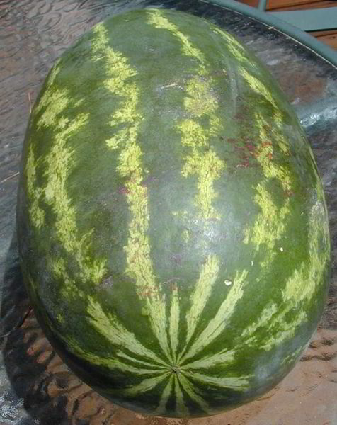 Soubor:Vampire watermelon.jpg