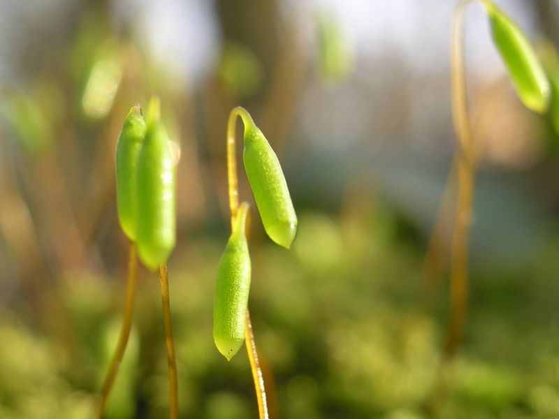 Soubor:XN Polytrichum spec.jpg