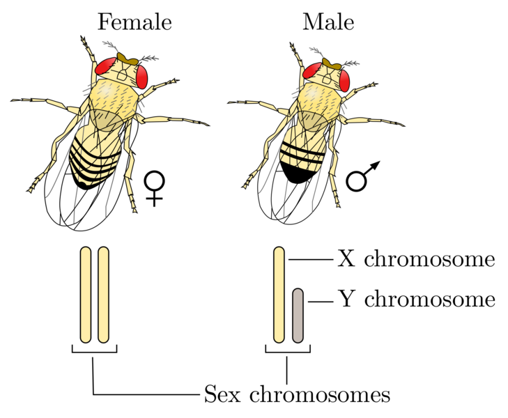 Soubor:Drosophila XY sex-determination.png