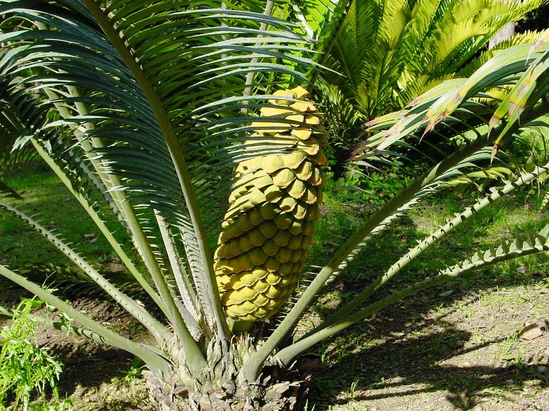 Soubor:Encephalartos villosus04.jpg