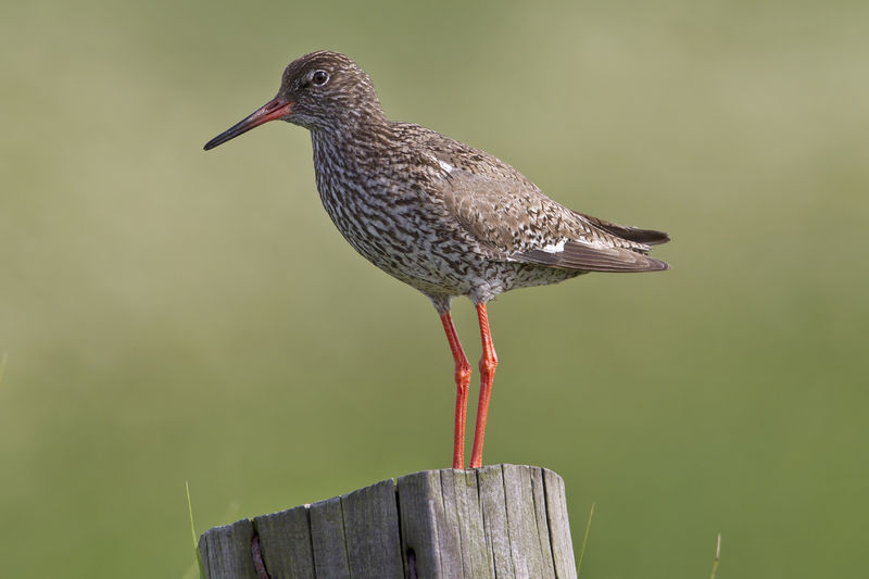 Soubor:Common Redshank Tringa totanus.jpg