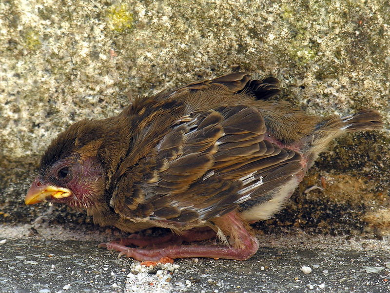 Soubor:Gorrión.passer.domesticus.chick.jpg