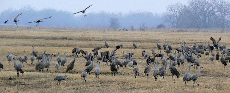 Soubor:Grus canadensis2.jpg