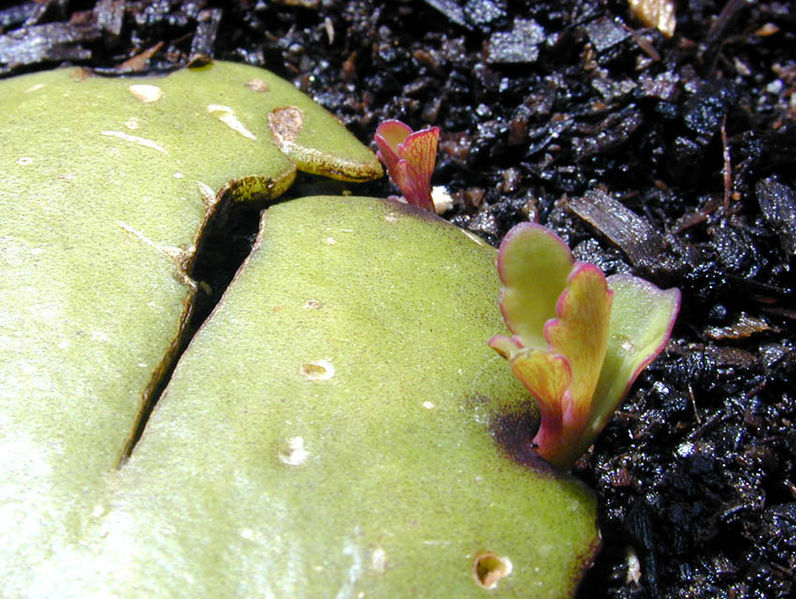 Soubor:Kalanchoe veg.jpg