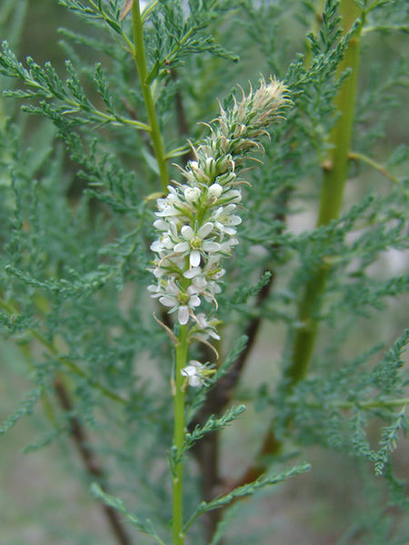 Soubor:Myricaria germanica flowers.jpg