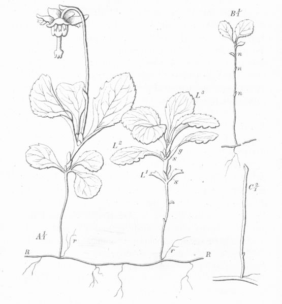 Soubor:Warming-Skudbygning-Fig23-Moneses-uniflora.jpg