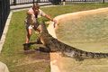 Australia Zoo Steve Irwin feeding Crocodile (6081362690).jpg