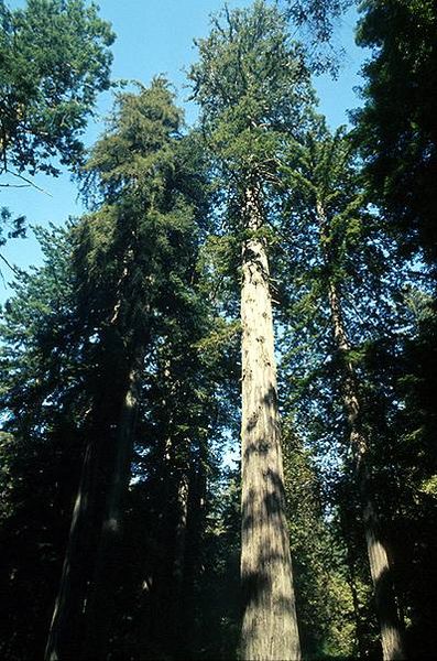 Soubor:Coastal redwood.jpg