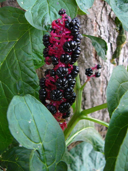 Soubor:Phytolacca.esculenta-fructus.jpg