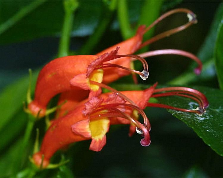 Soubor:Gesneria venticosa.jpg