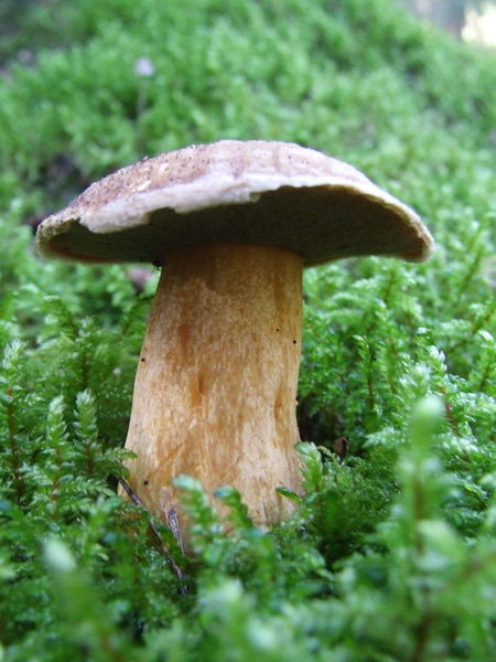 Soubor:Suillus variegatus 1.jpg