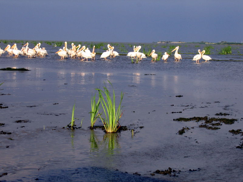 Soubor:Denube Delta Pelicans.JPG