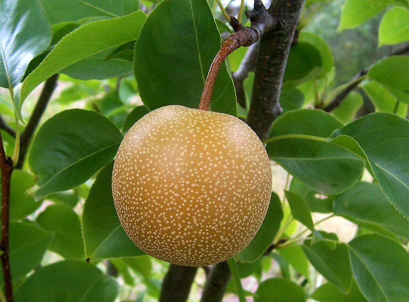 Soubor:Nashi pear.jpg