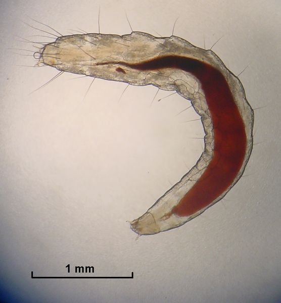 Soubor:Flea Larva.jpg