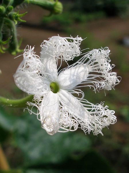 Soubor:Trichosanthes cucumerina flower 1.jpg