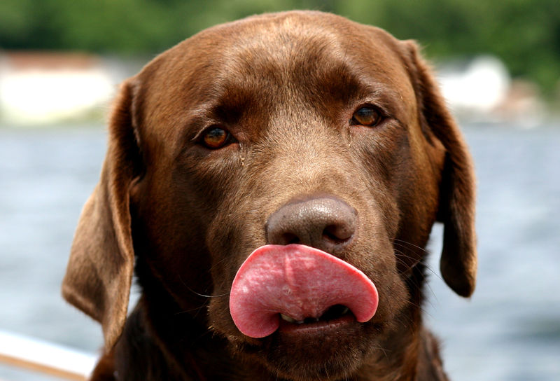 Soubor:Chocolate Lab.jpg