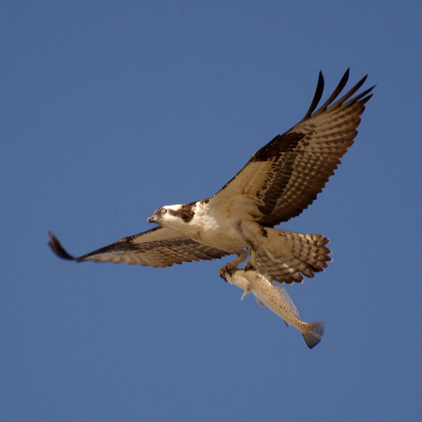 Soubor:Pandion haliaetus -fish -Texas-8-4c.jpg