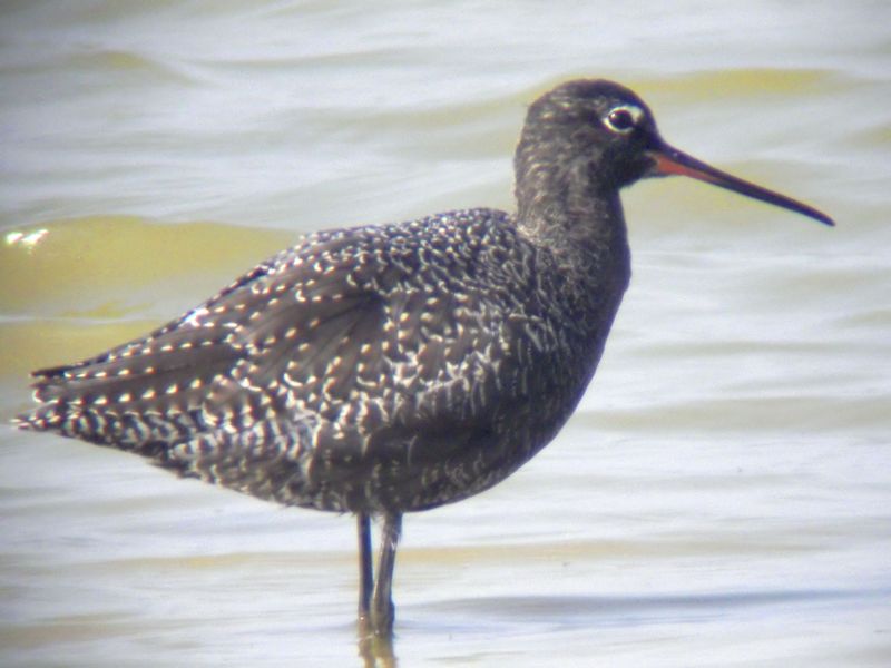 Soubor:Spotted Redshank (Tringa erythropus).jpg