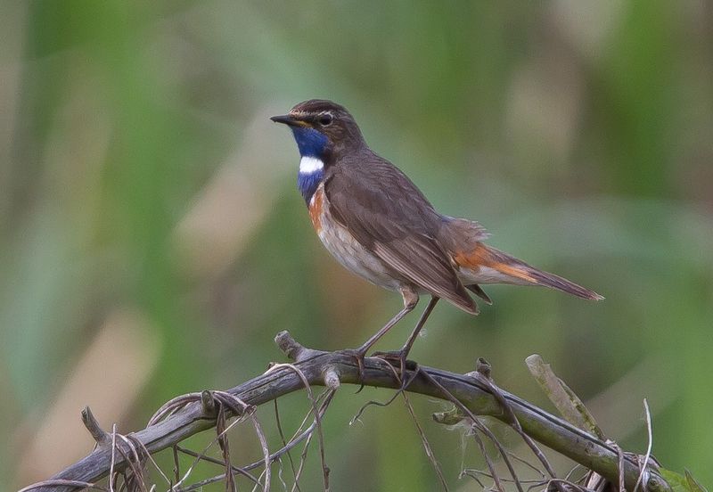 Soubor:David Palmer Bluethroat.jpg