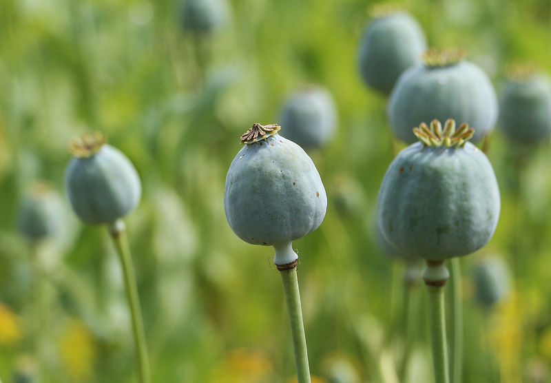 Soubor:Poppy field, Turkey 05.jpg