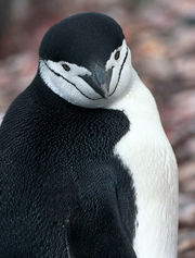 Antarctic, antarctic penguin (js) 65.jpg