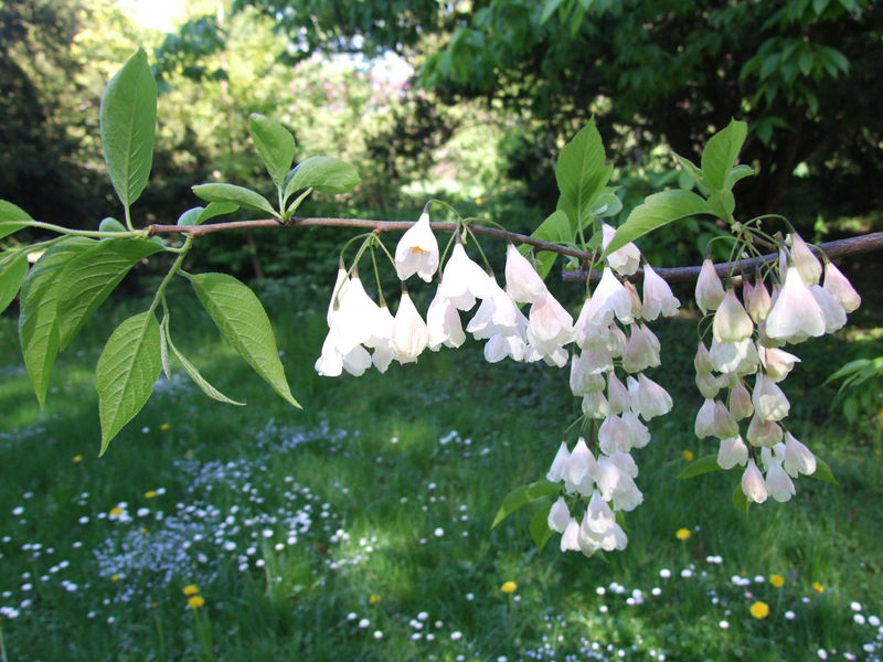 Soubor:Halesia monticola a1.jpg