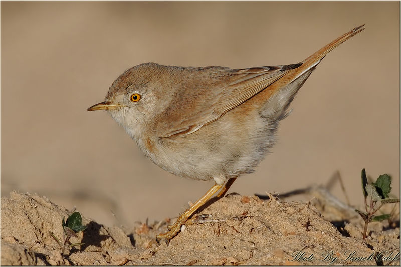 Soubor:Asian Desert Wrabler.jpg