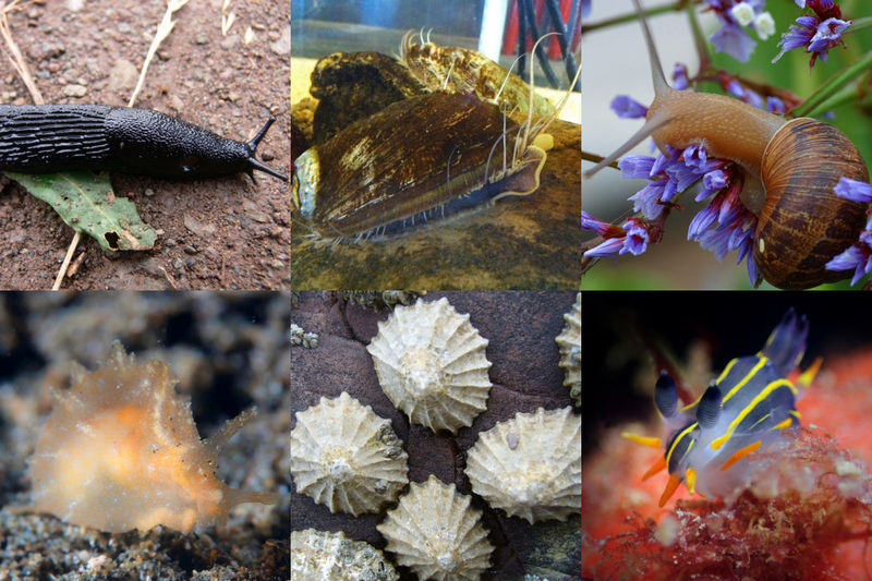 Soubor:Gastropod collage.jpg