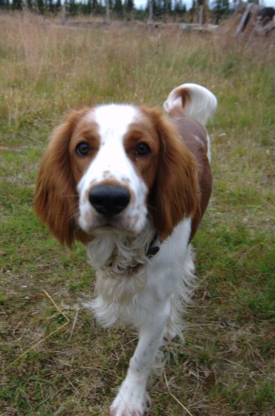 Soubor:Welsh Springer Spaniel Dog.jpg