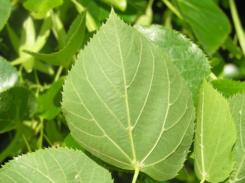 Soubor:Tilia euchlora3.JPG