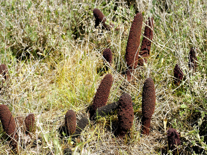 Soubor:Cynomorium coccineum (habitat).jpg