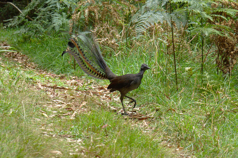 Soubor:Lyrebird (142179671).jpeg