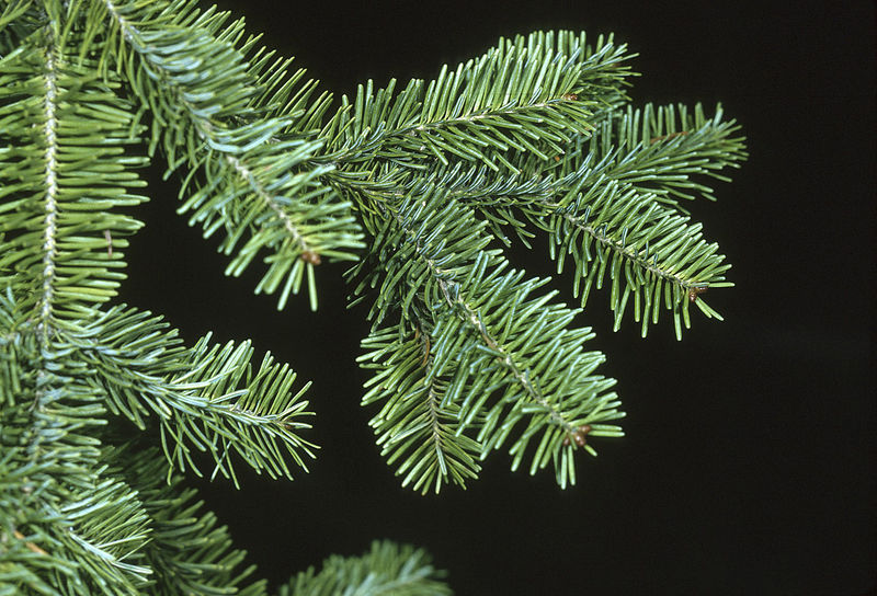 Soubor:Abies balsamea branch.jpg