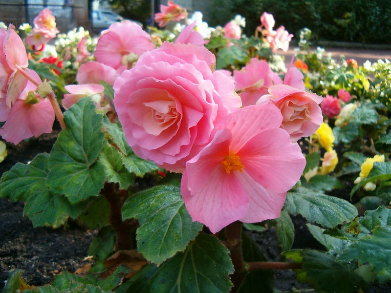 Soubor:Begonia x tuberhybrida 1005Pink1.JPG