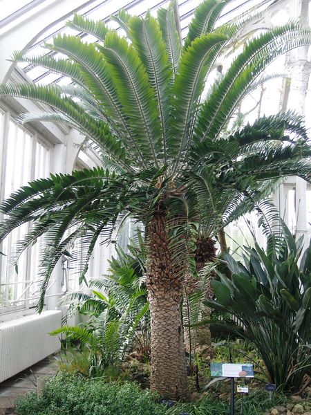 Soubor:Encephalartos woodi RBGK.JPG