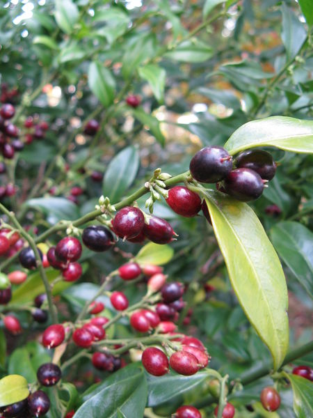 Soubor:Sarcococca hookeriana2.jpg