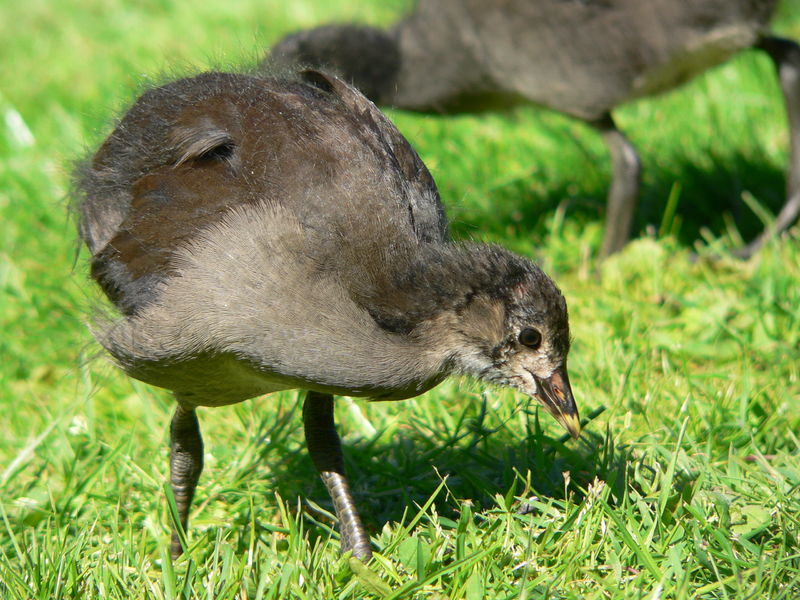 Soubor:Teichhuhn 0505275.jpg