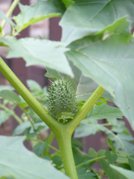 Soubor:Datura stramonium plod.jpg